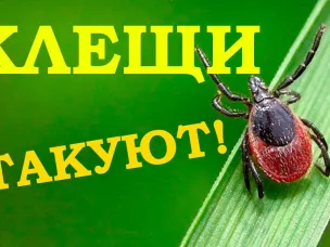 О профилактике инфекций, передающихся человеку клещами.
