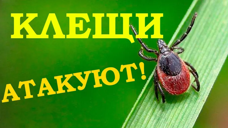 О профилактике инфекций, передающихся человеку клещами.