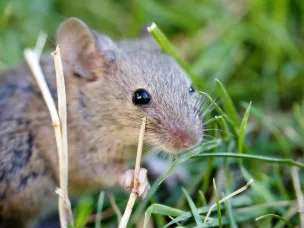 Профилактика геморрагической лихорадки с почечным синдромом (ГЛПС).