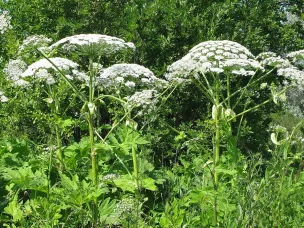 Осторожно, борщевик!