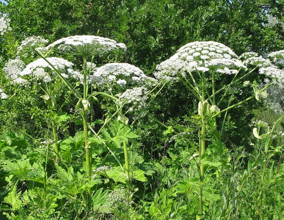 Осторожно, борщевик!