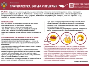 Памятка населению " Профилактика. Борьба с крысами"